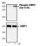 Tumor Protein P53 Binding Protein 1 antibody, PA5-17462, Invitrogen Antibodies, Western Blot image 