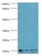 UBE2C antibody, LS-C370519, Lifespan Biosciences, Western Blot image 