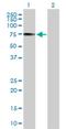 Interferon Regulatory Factor 2 Binding Protein 1 antibody, H00026145-B01P, Novus Biologicals, Western Blot image 