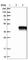 Transmembrane Protein 74 antibody, HPA015672, Atlas Antibodies, Western Blot image 