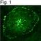 Phosphotyrosine antibody, MA4-003, Invitrogen Antibodies, Immunofluorescence image 