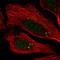 Centrosomal Protein 112 antibody, HPA024481, Atlas Antibodies, Immunocytochemistry image 