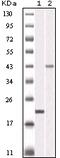 Aurora Kinase B antibody, 32-114, ProSci, Western Blot image 