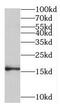 Myelin Protein Zero Like 1 antibody, FNab05300, FineTest, Western Blot image 