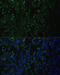 Aldehyde Dehydrogenase 1 Family Member A2 antibody, 22-990, ProSci, Immunofluorescence image 