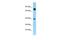 NDRG Family Member 4 antibody, PA5-45611, Invitrogen Antibodies, Western Blot image 