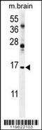 Endosulfine Alpha antibody, 55-188, ProSci, Western Blot image 