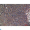 Neural Cell Adhesion Molecule 1 antibody, LS-C813370, Lifespan Biosciences, Western Blot image 