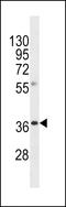 Olfactory Receptor Family 8 Subfamily A Member 1 antibody, LS-C158022, Lifespan Biosciences, Western Blot image 