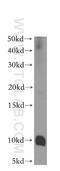 Coiled-Coil-Helix-Coiled-Coil-Helix Domain Containing 7 antibody, 19911-1-AP, Proteintech Group, Western Blot image 