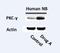 Protein Kinase C Gamma antibody, NBP1-58916, Novus Biologicals, Western Blot image 