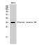 Olfactory Receptor Family 5 Subfamily M Member 3 antibody, STJ94779, St John