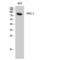 Protein Kinase C Epsilon antibody, LS-C385533, Lifespan Biosciences, Western Blot image 