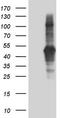Transforming Acidic Coiled-Coil Containing Protein 2 antibody, TA804155, Origene, Western Blot image 