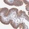 NudC Domain Containing 2 antibody, PA5-57930, Invitrogen Antibodies, Immunohistochemistry frozen image 