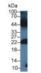 Gremlin 1, DAN Family BMP Antagonist antibody, LS-C300457, Lifespan Biosciences, Western Blot image 