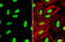 Tripartite Motif Containing 28 antibody, GTX102226, GeneTex, Immunofluorescence image 