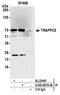 Trafficking Protein Particle Complex 5 antibody, A305-807A-M, Bethyl Labs, Immunoprecipitation image 