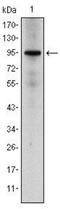 Nuclear Receptor Subfamily 3 Group C Member 1 antibody, NBP2-22174, Novus Biologicals, Western Blot image 