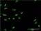  antibody, H00026468-M02, Novus Biologicals, Immunofluorescence image 