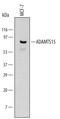 ADAM Metallopeptidase With Thrombospondin Type 1 Motif 15 antibody, MAB5149, R&D Systems, Western Blot image 
