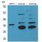 Coagulation Factor III, Tissue Factor antibody, LS-C386961, Lifespan Biosciences, Western Blot image 