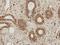Nuclear Factor Kappa B Subunit 1 antibody, NBP2-66976, Novus Biologicals, Immunohistochemistry paraffin image 