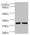 Interleukin 33 antibody, orb241417, Biorbyt, Western Blot image 