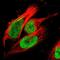 DNA Topoisomerase II Beta antibody, HPA024120, Atlas Antibodies, Immunofluorescence image 