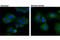 Autophagy Related 13 antibody, 13468S, Cell Signaling Technology, Immunofluorescence image 