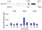 Interleukin 1 Receptor Associated Kinase 1 antibody, 700025, Invitrogen Antibodies, Chromatin Immunoprecipitation image 