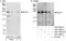 B-TFIID TATA-Box Binding Protein Associated Factor 1 antibody, A301-066A, Bethyl Labs, Immunoprecipitation image 