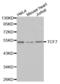 Transcription Factor 7 antibody, abx002222, Abbexa, Western Blot image 