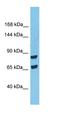 Synuclein Alpha Interacting Protein antibody, orb327339, Biorbyt, Western Blot image 
