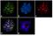 T Cell Receptor Beta Variable 7-9 antibody, TCR1648, Invitrogen Antibodies, Immunofluorescence image 