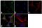 Enolase 2 antibody, LF-MA0064, Invitrogen Antibodies, Immunofluorescence image 