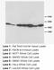 Adrenoceptor Alpha 2A antibody, LS-C171638, Lifespan Biosciences, Western Blot image 