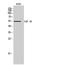 Splicing Factor 3b Subunit 4 antibody, STJ95576, St John