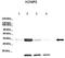 Potassium Voltage-Gated Channel Interacting Protein 2 antibody, TA338769, Origene, Western Blot image 