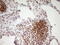 High Mobility Group 20A antibody, M07758, Boster Biological Technology, Immunohistochemistry paraffin image 