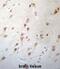Forkhead Box J3 antibody, abx027363, Abbexa, Immunohistochemistry paraffin image 