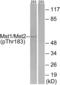 Nuclear Distribution C, Dynein Complex Regulator antibody, PA5-40177, Invitrogen Antibodies, Western Blot image 