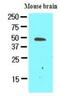 Growth Arrest Specific 7 antibody, NBP1-30203, Novus Biologicals, Western Blot image 