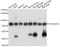 Protein O-Linked Mannose N-Acetylglucosaminyltransferase 2 (Beta 1,4-) antibody, A11987, Boster Biological Technology, Western Blot image 