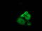 Transforming Acidic Coiled-Coil Containing Protein 3 antibody, LS-C172312, Lifespan Biosciences, Immunofluorescence image 