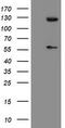 Ubiquitin Specific Peptidase 54 antibody, M12836, Boster Biological Technology, Western Blot image 