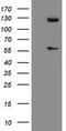 USP54 antibody, M12836, Boster Biological Technology, Western Blot image 