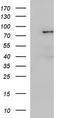 FYVE, RhoGEF And PH Domain Containing 4 antibody, TA590299, Origene, Western Blot image 