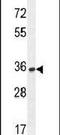 Olfactory Receptor Family 10 Subfamily H Member 1 antibody, PA5-24347, Invitrogen Antibodies, Western Blot image 