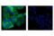 Eukaryotic Translation Initiation Factor 2 Alpha Kinase 4 antibody, 65981S, Cell Signaling Technology, Immunofluorescence image 